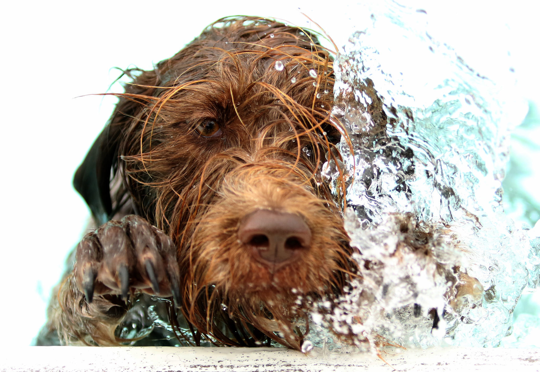 082717-Doggy-Splash-012